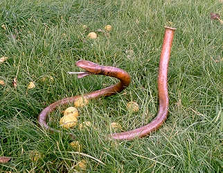 Die Didgeridoo-Schlange von Martin Bläse